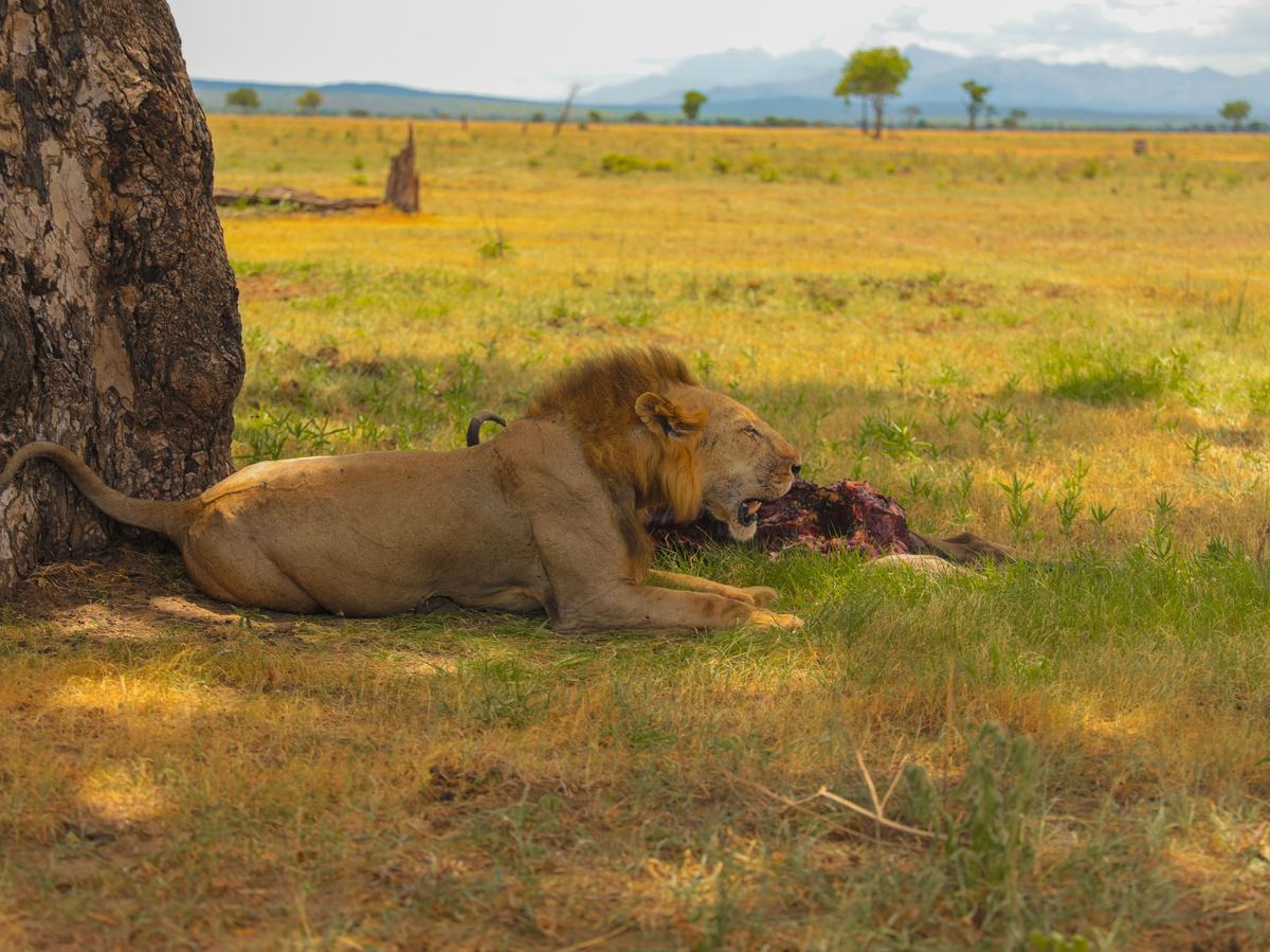 7-Day Kidepo Valley Remote Wilderness & Karamojong Safari