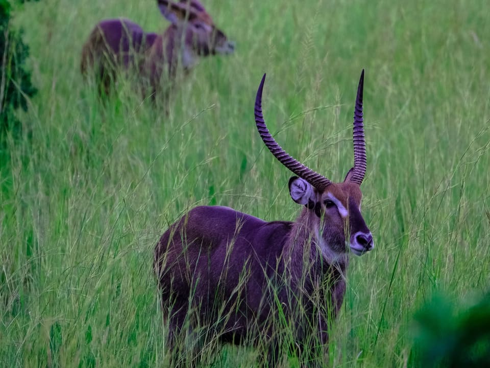 Journey to Uganda’s largest protected wilderness for 4 days